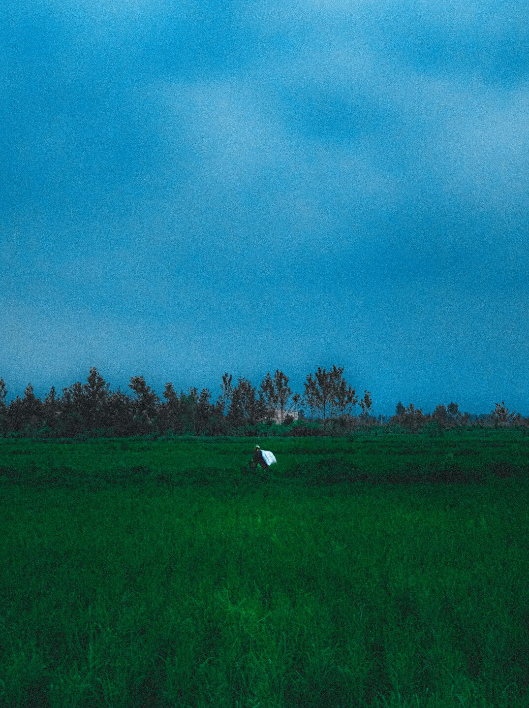 farmer working in field